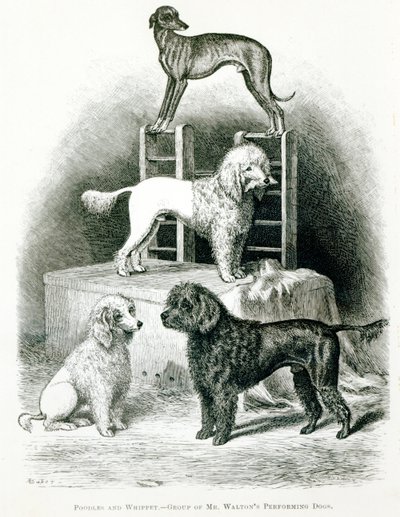 Poodles and Whippet - Group of Mr. Walton